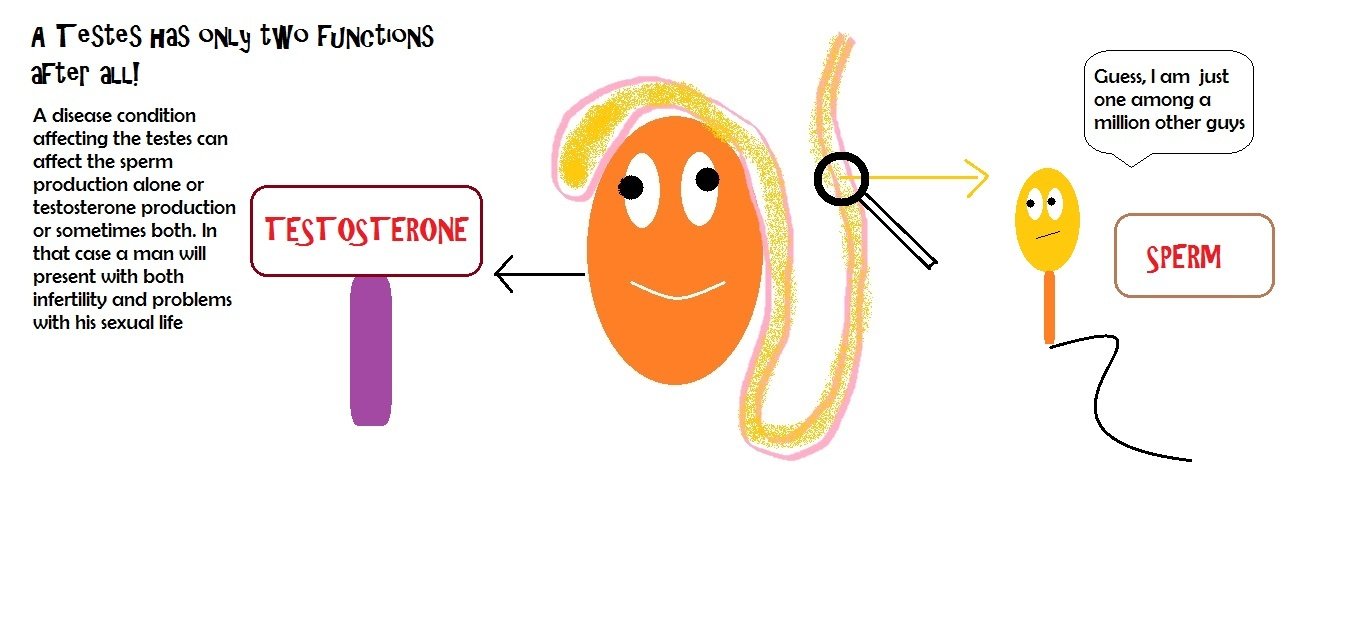 effects-of-testosterone-on-sperm-production